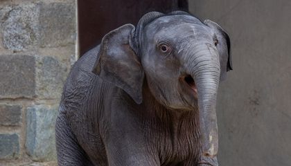 Linh Mai Inspires a New Era for the Zoo’s Elephant Cam