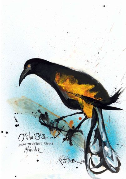 Oahu ’O’o, by Ralph Steadman