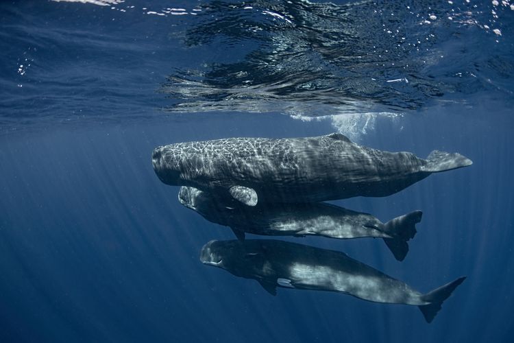 Three Sperm whale calfs from Unit R Photo Amanda Cotton.jpg
