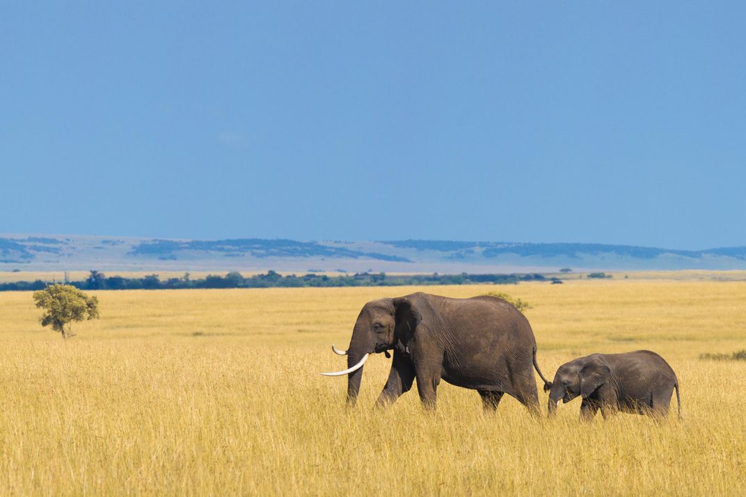 Elephant with calf on the Serengeti