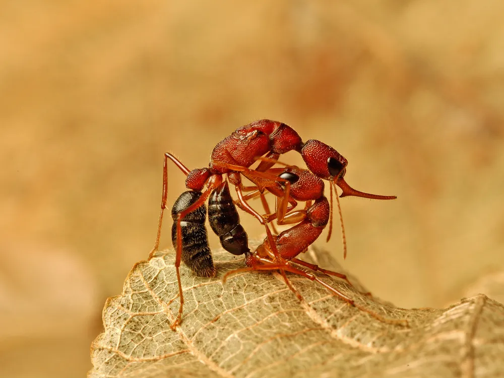 Two red Jerdon's jumping ants with large mandibles fighting each other against a tan backdrop