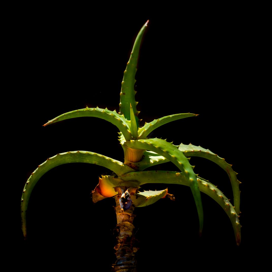 miana ohio botany wilson miana ohio botany wilson