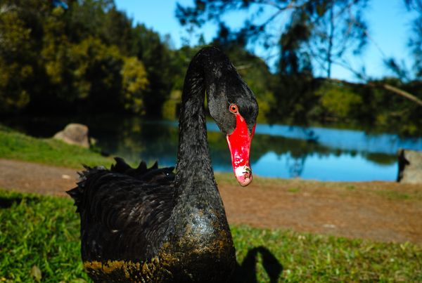 Black swan thumbnail