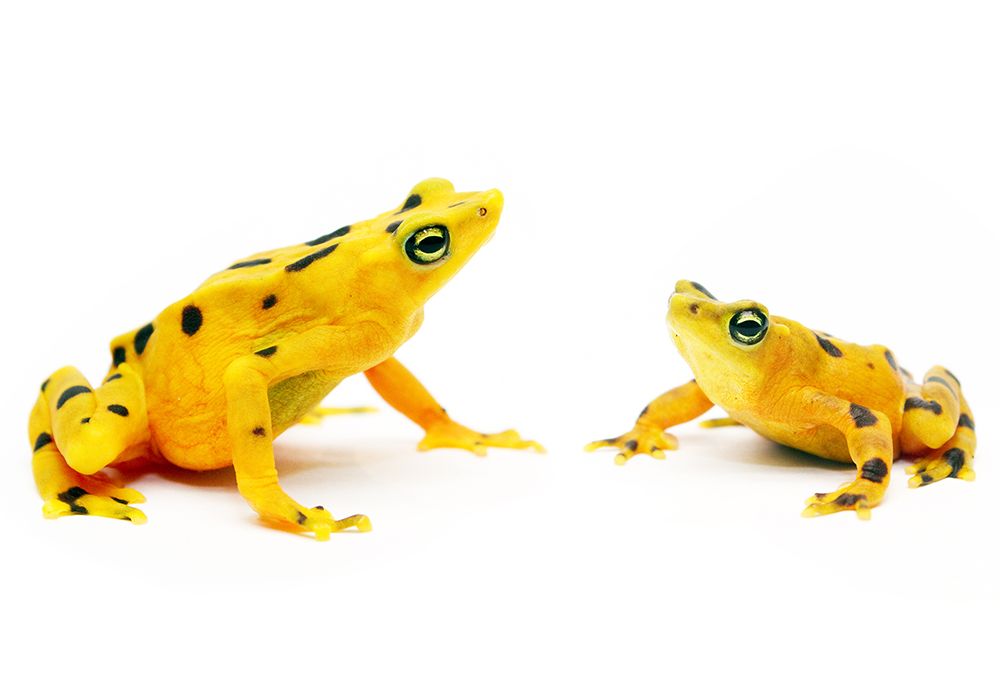 Golden Frogs