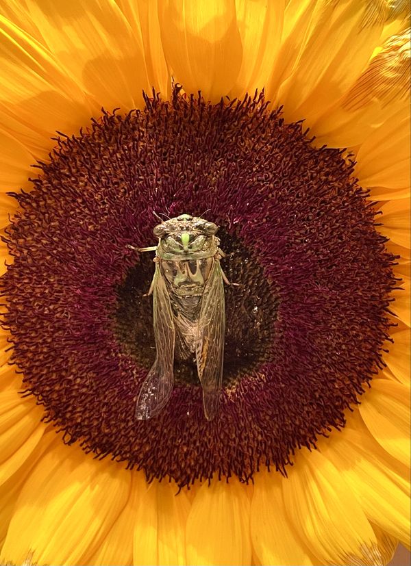 Cicada on sunflower thumbnail