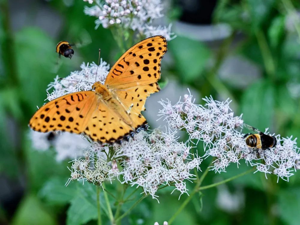 A butterfly and two bees gather pollen from flowers