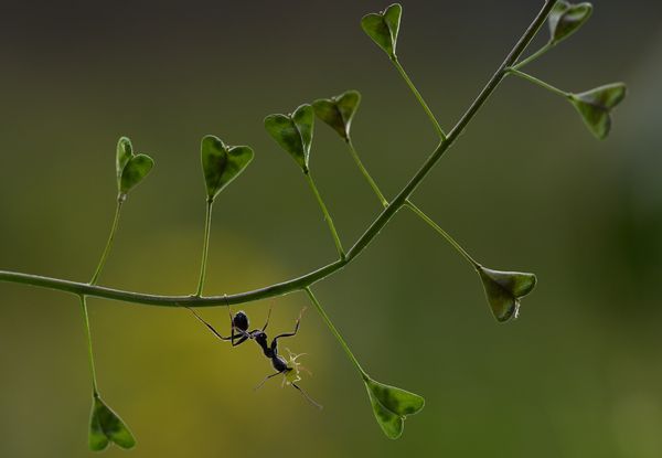 With the aphid in the jaws thumbnail