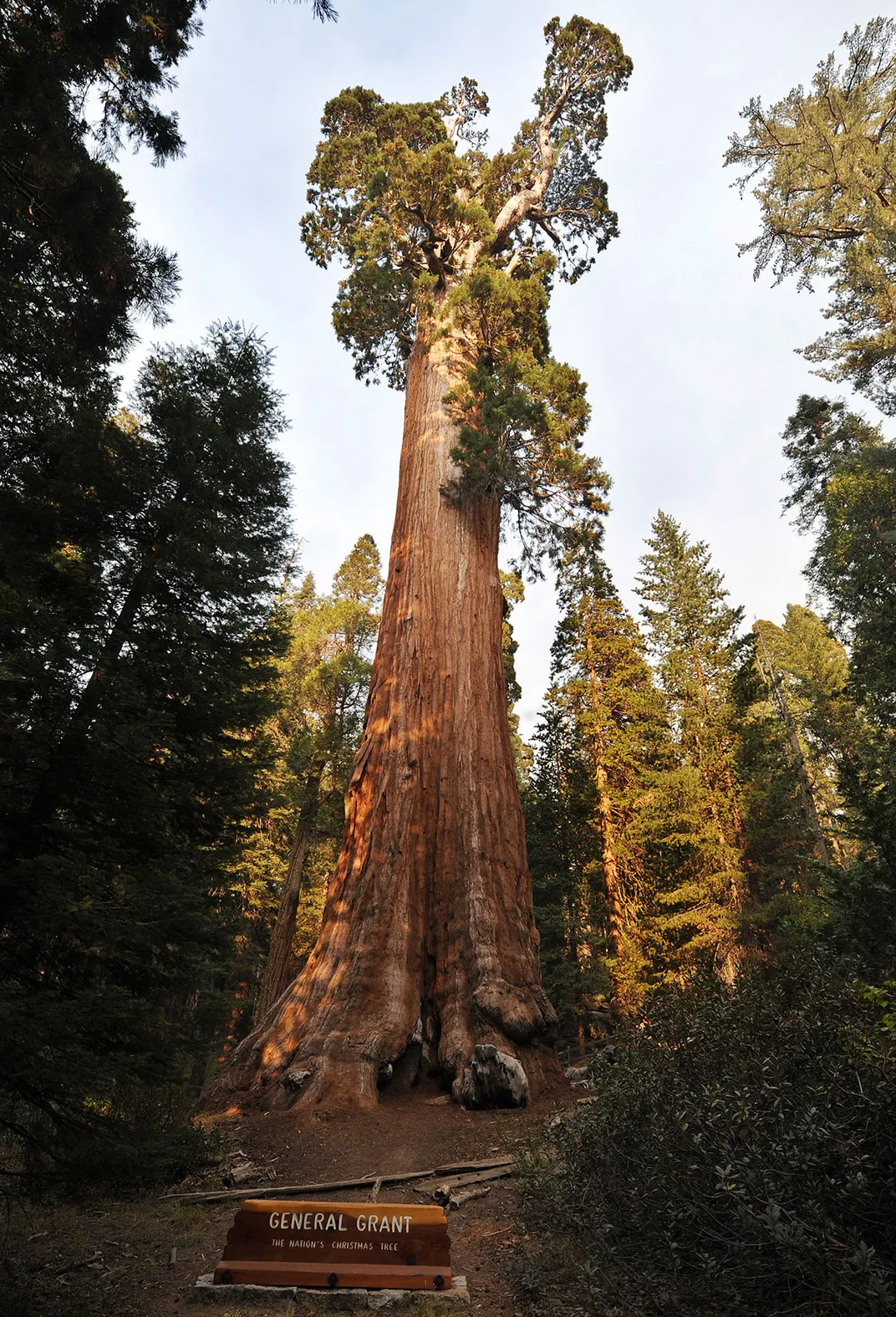 The Giant Sequoia General Grant