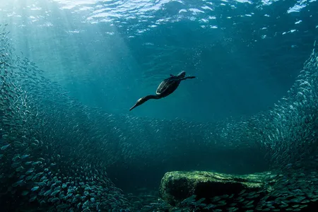A double-crested cormorant dives into blue-green water.