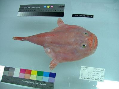 The coffinfish can inflate its body volume by up to 30 percent upon inhaling a significant quantity of water