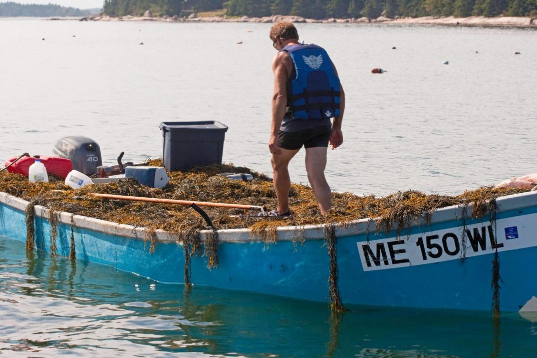 A harvester loads his skiff full of rockweed in Maine.