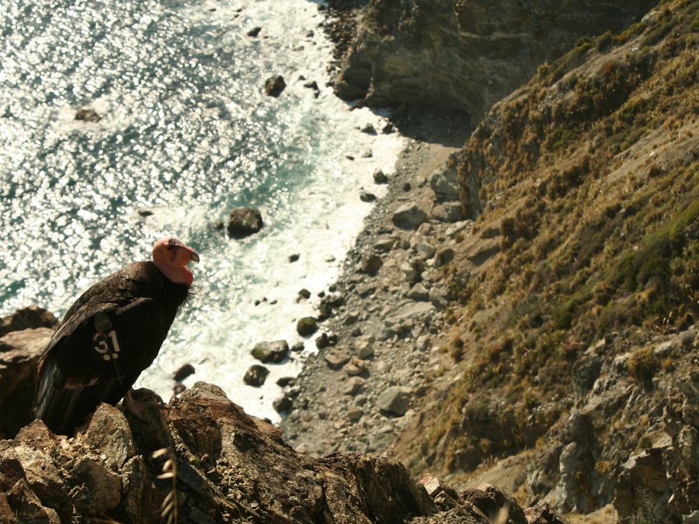 Mercury-Laden Sea Lion Carcasses Threaten California’s Coastal Condors