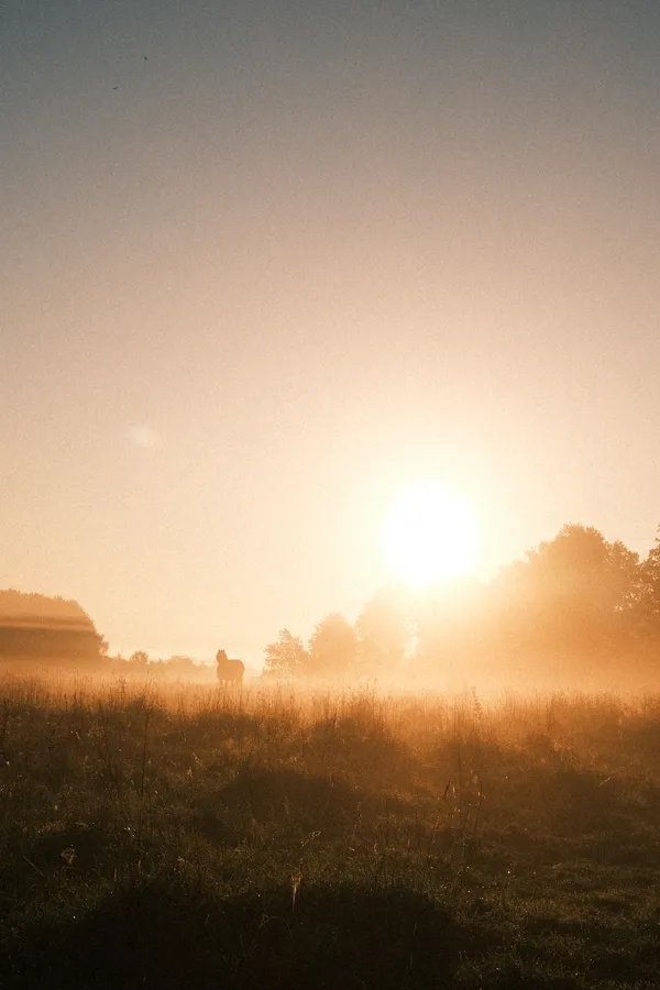 Golden Glow: Horse in the Morning Field thumbnail