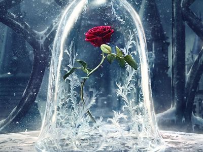 The Beast must learn to love someone else and be loved before the last petal falls on the Enchanted Rose in the tale of the new Disney film, Beauty and the Beast
