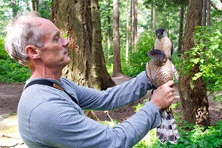 Bob Rosenfield holds a pair of Cooper’s hawks in a city park in Victoria, Canada. The female, in the foreground, is a third again as large as her mate.