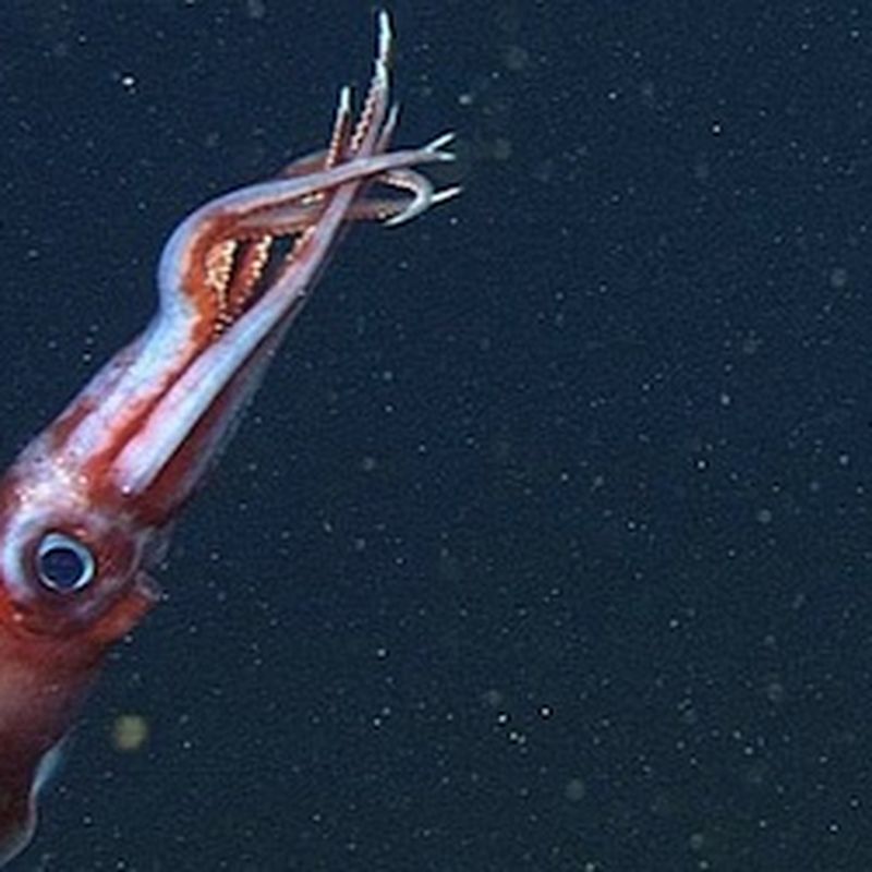 VIDEO: This Deep-Sea Squid Breaks Off Its Own Arms to Confuse Predators, Science