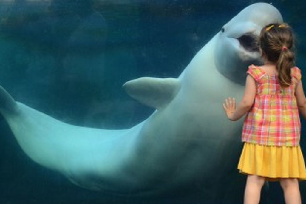 girl-with-baluga-whale-388.jpg