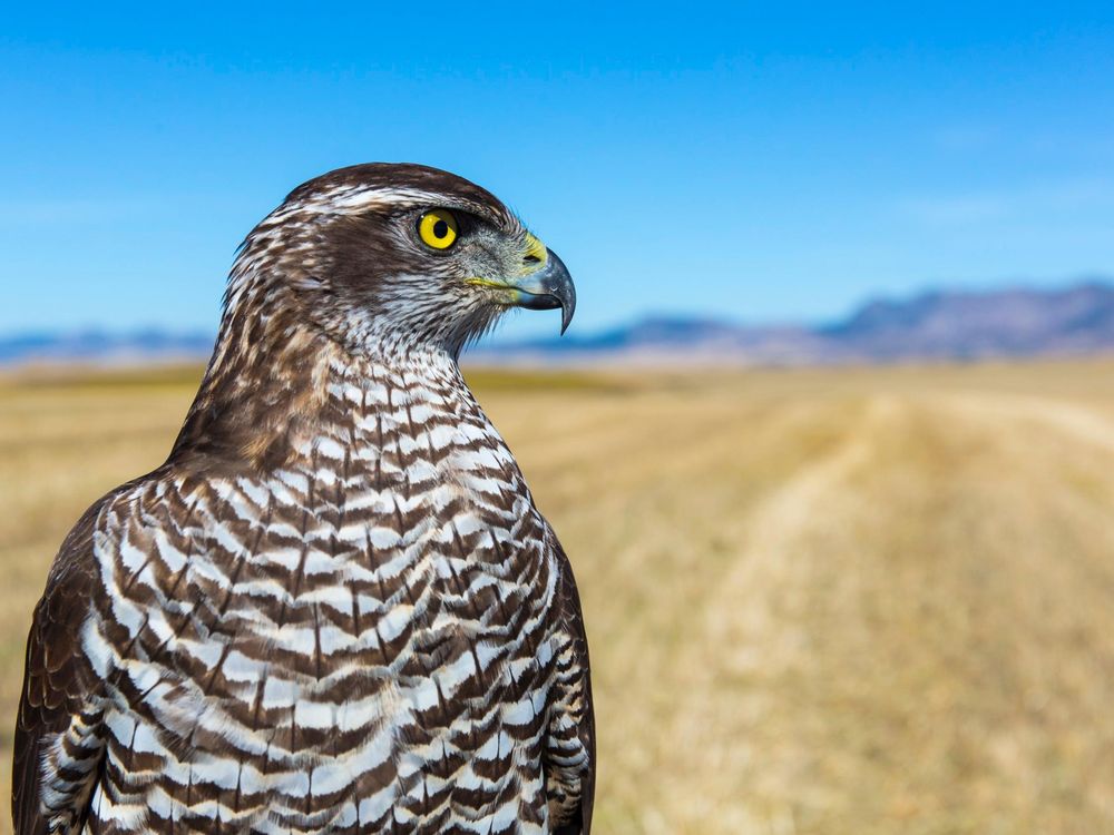 egyptian falcon bird