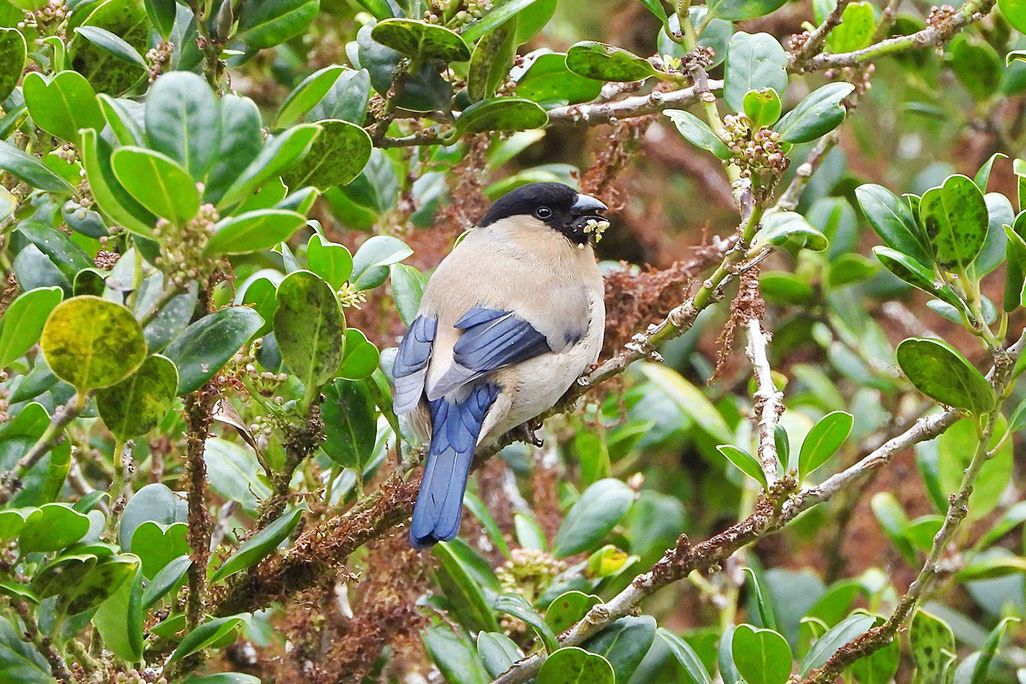 Azores Bullfinch