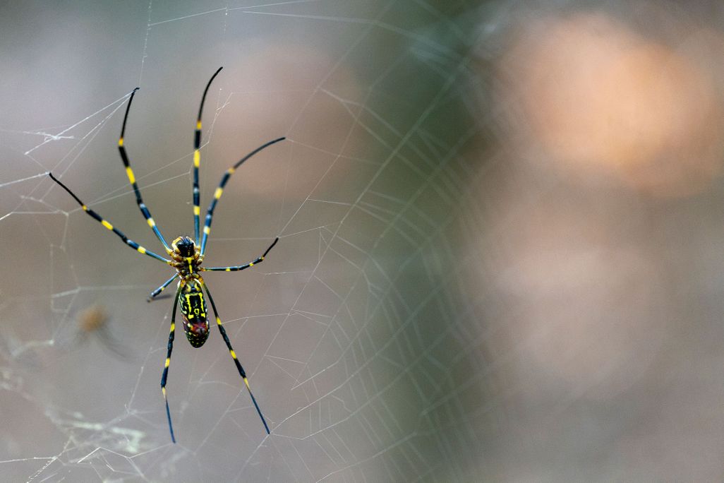 A close-up of a bright yellow and black Joro spider, hanging in its golden web.