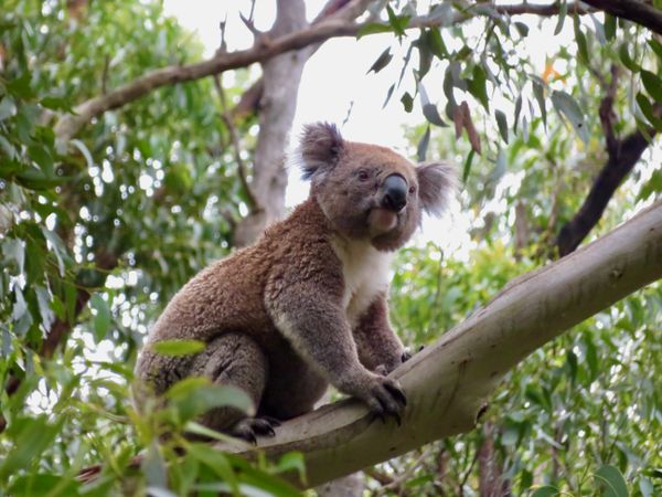 Koala in a tree thumbnail