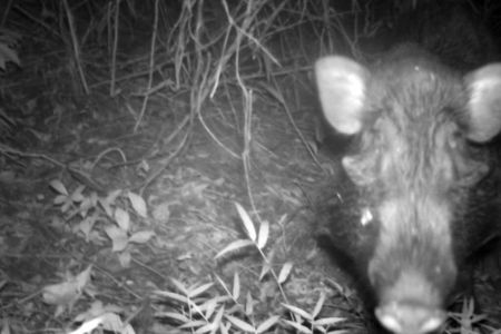 Camera trap image of Javan warty pig.