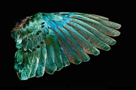 The green color of the superb startling’s wing feathers is produced by microscopically structured surfaces that interfere with and scatter light.