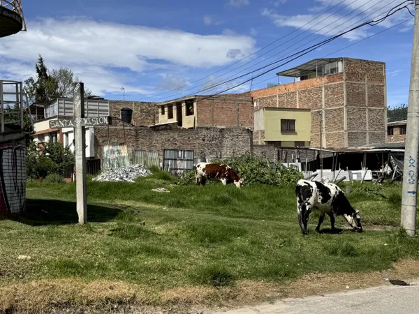 City Cow 3 thumbnail