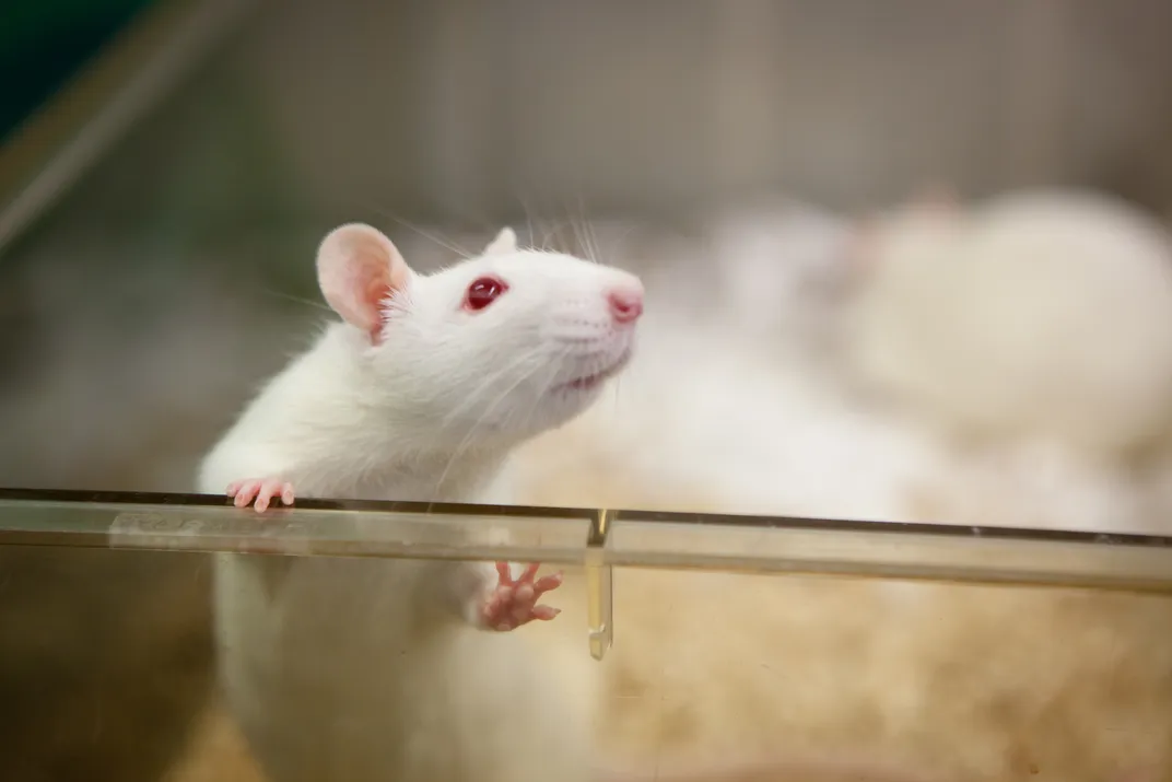 a white lab mouse in a plastic see-through container puts its paw up on the lip of the tub