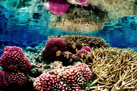 Coral