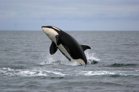 Killer whale mothers know best.