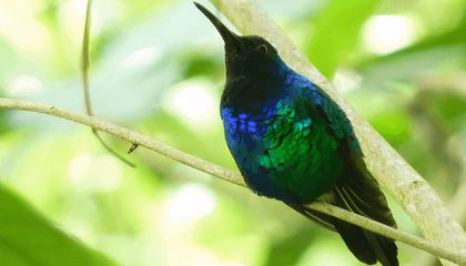 Dedicated Scientists and Birdwatchers Tracked Down These Five ‘Lost’ Birds