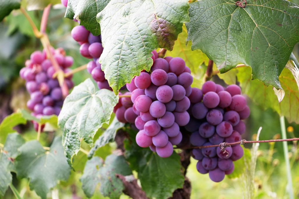 Reddish-purple grape clusters hanging from a vine among green leaves