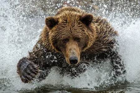 A brown bear hunts for salmon in Silver Salmon Creek.