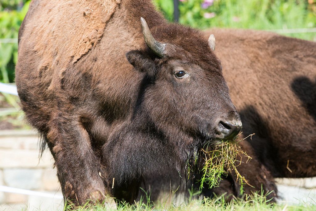 New bison