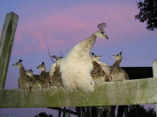 My peahen Charmain  her wings around 2 of her babies. thumbnail