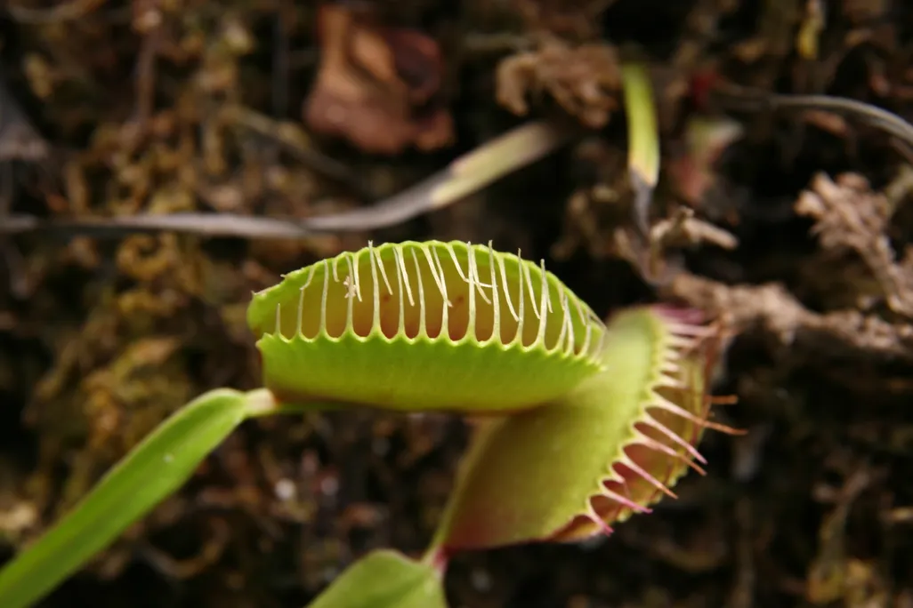 Venus Fly Trap