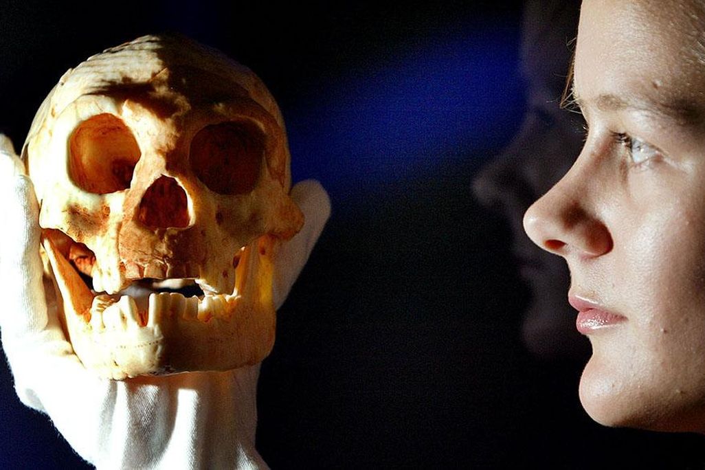 Flores LB1 skull 