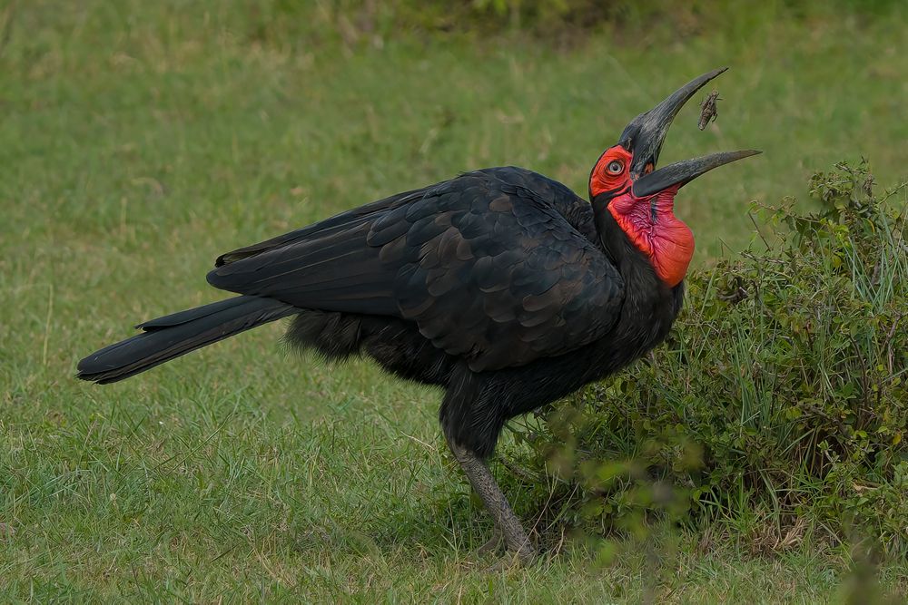 Hornbill bird was searching for insects between bushes till he caught one and threw it to get it inside his mouth.
