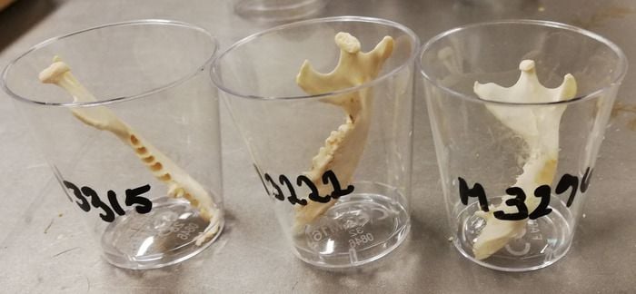 three hedgehog jawbones in labeled glasses