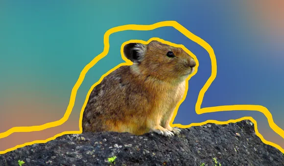 pika.png