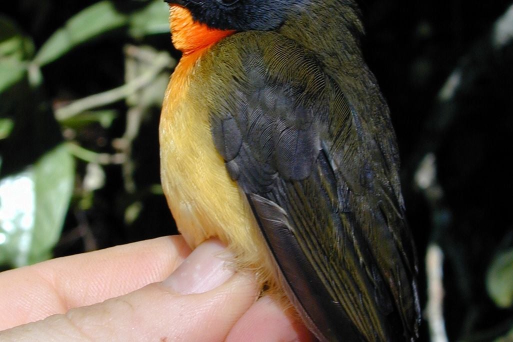 maleforestrobin.jpg