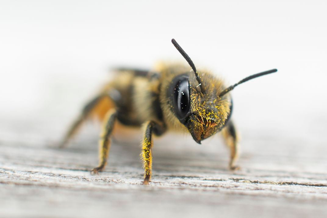 Bee posing on a bench | Smithsonian Photo Contest | Smithsonian Magazine