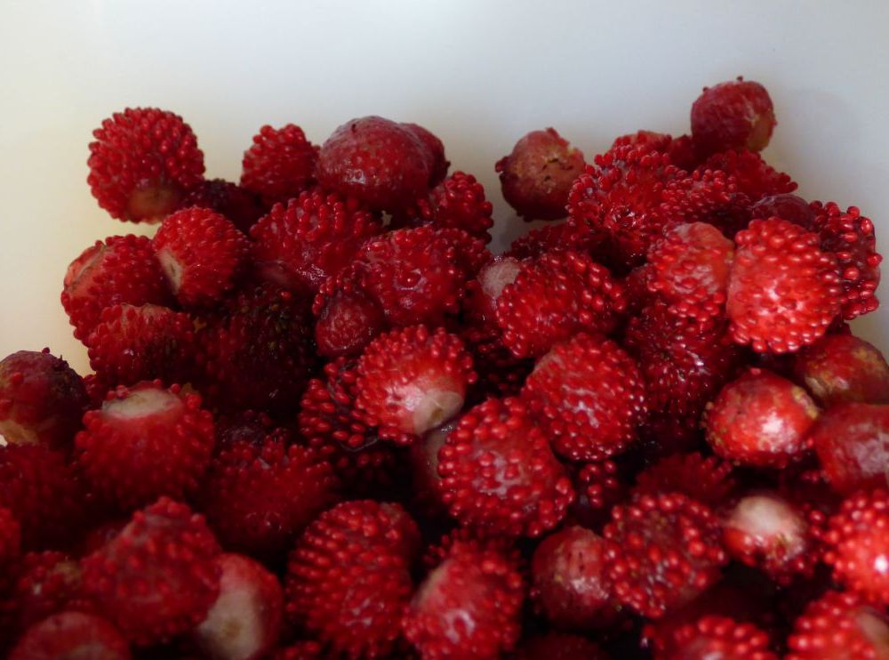 Fraises Des Bois