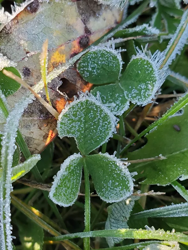 Clovers in the Frost thumbnail