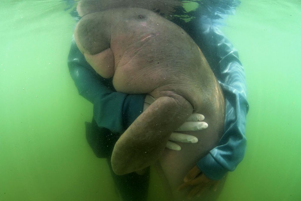 dugong