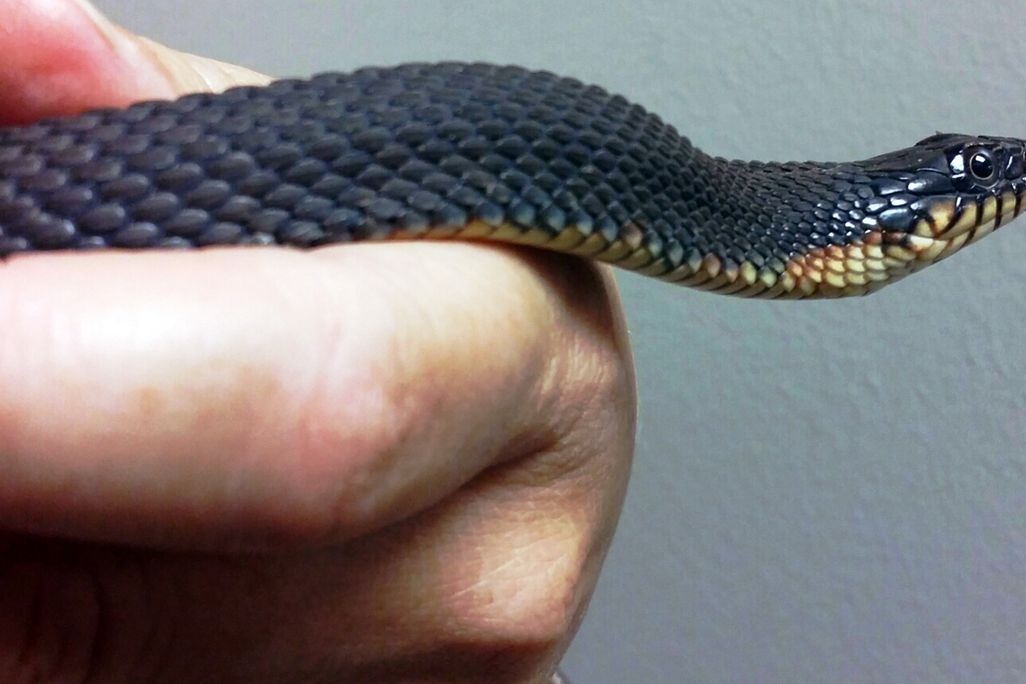 virgin snake