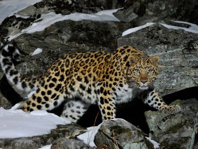 A wild female Amur leopard crouches on a rocky hillside in the Kedrovaya Pad nature reserve in Russia.