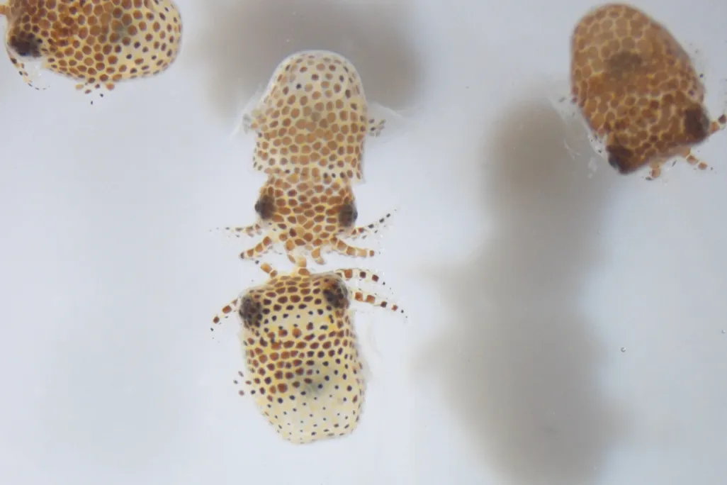 baby bobtail squid