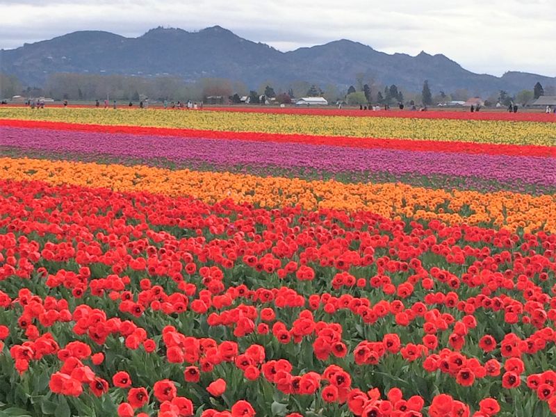 Tulip Fields Skagit Valley, La Conner, Wa. Smithsonian Photo